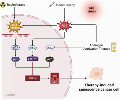A new perspective on prostate cancer treatment: the interplay between cellular senescence and treatment resistance